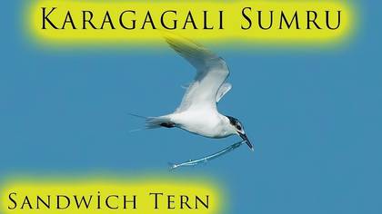 Karagagalı Sumru ve Sargan