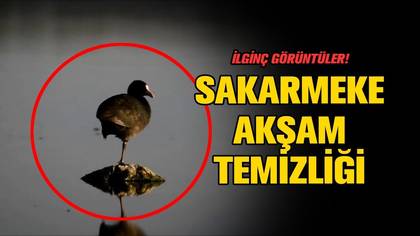 Sakarmeke