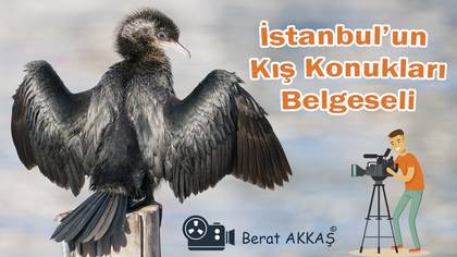 İstanbul\'un Kış Konukları
