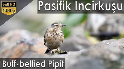 Pasifik İncirkuşu