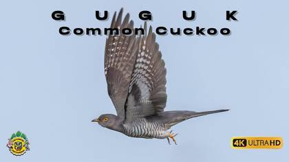 Guguk