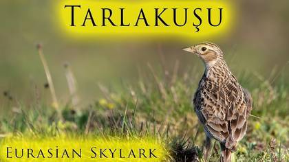Tarlakuşu
