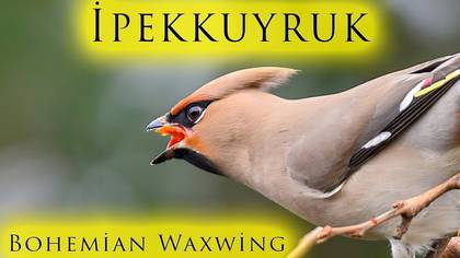 ipekkuyruk