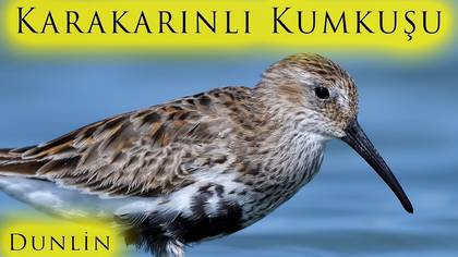 Karakarınlı Kumkuşu