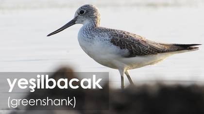 Yeşilbacak 