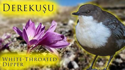 Ovit\'li Derekuşu