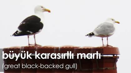 Büyük karasırtlı martı