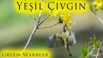 Yeşil çıvgın video