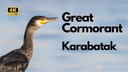 Karabatak
