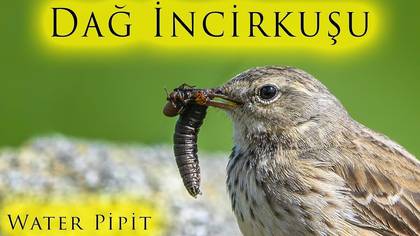 Dağ incirkuşu