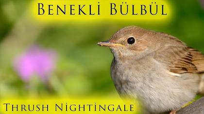 Benekli bülbül 