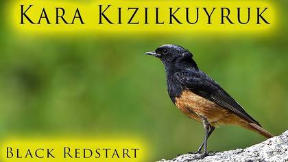 Kara Kızılkuyruk