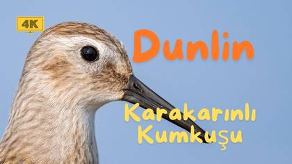 Karakarınlı Kumkuşu
