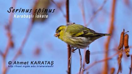 Karabaşlı iskete