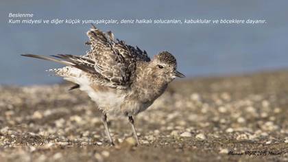 Gümüş yağmurcun