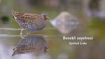 Benekli suyelvesi