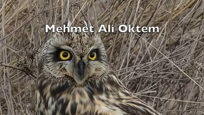 Kır baykuşu