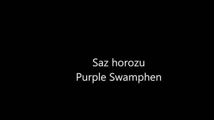 Saz horozu