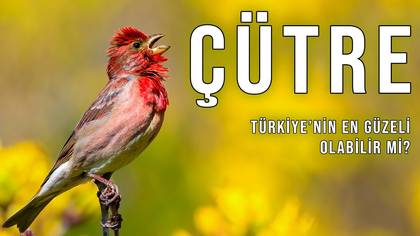 Çütre