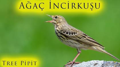 Ağaç incirkuşu