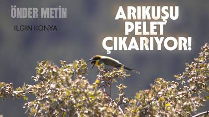 ARIKUŞU PELET ÇIKARIYOR