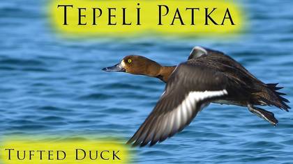 Tepeli Patka