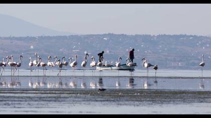Kavak Deltası Flamingolar