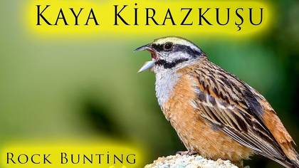 Kaya Kirazkuşu