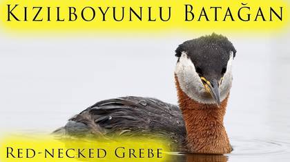 Kızılboyunlu Batağan