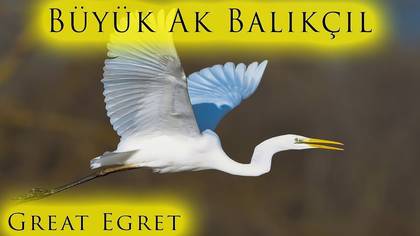 Büyük Ak Balıkçıl