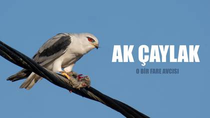 AK ÇAYLAK 